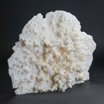 Genuine White Ridge Coral // 2.8lb
