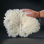 Genuine Table Coral // 6.3lb