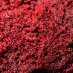 Genuine Red Pipe Organ Coral // 12lb