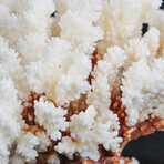 Genuine Stem Coral // 2.1lb