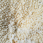 Genuine Table Coral // 6.3lb