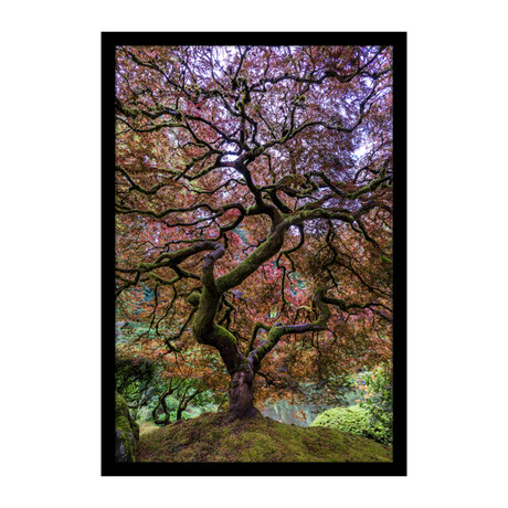 Japanese Maple Tree // Mike Centioli (16"H x 13"W x 2"D)