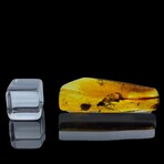 Baltic Amber With Wasp and Beetle
