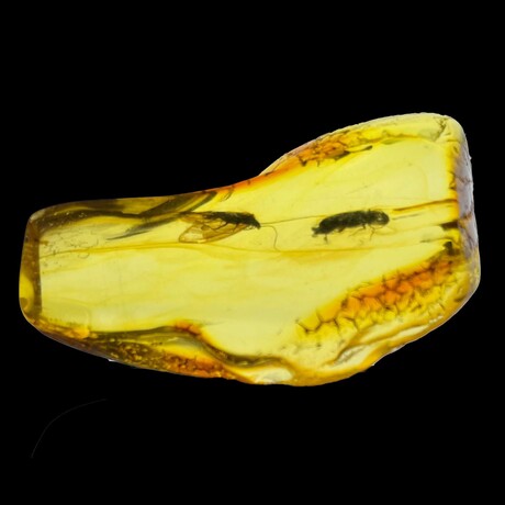 Baltic Amber With Beetle and Caddisfly