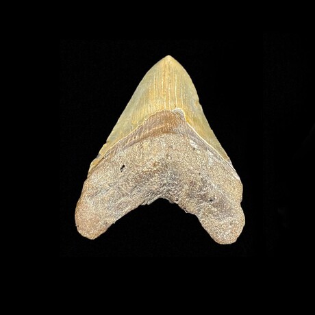 Megalodon Tooth // Ver. 5