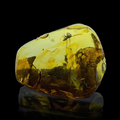 Baltic Amber With Spider