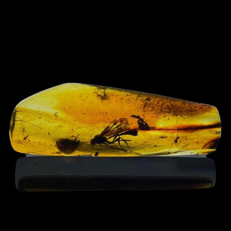 Baltic Amber With Wasp and Beetle