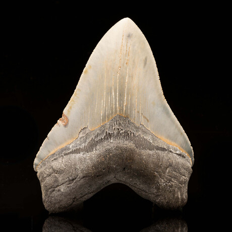 Megalodon Tooth // Ver. 1