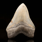 Megalodon Tooth // 6.1" High