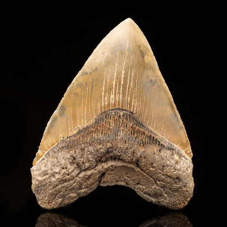 Megalodon Tooth // Ver. 2