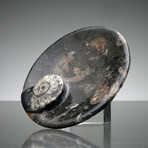 Ammonite and Belemnite Round Dish