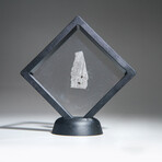 Genuine Natural Muonionalusta Meteorite Slice // 5.8g