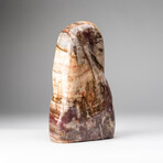 Genuine Polished Petrified Wood Freeform
