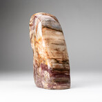Genuine Polished Petrified Wood Freeform