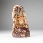 Genuine Polished Petrified Wood Freeform