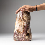 Genuine Polished Petrified Wood Freeform