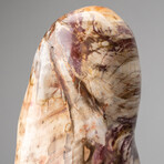 Genuine Polished Petrified Wood Freeform