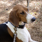 Pendleton Classics Collar // Harding (Small)