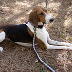 Pendleton Classics Leash (Diamond River Scarlet)