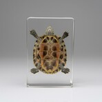 Genuine Turtle in Rectangular Lucite