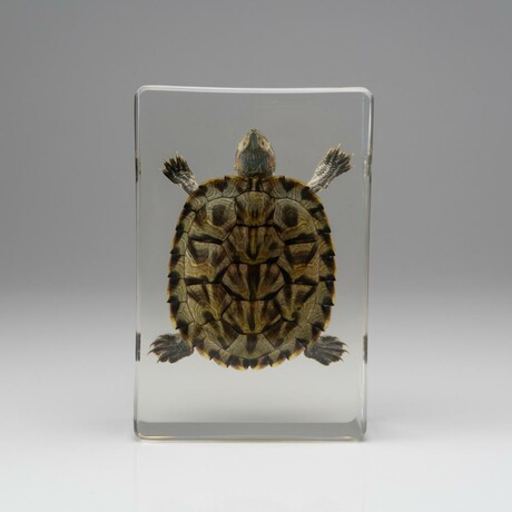 Genuine Turtle in Rectangular Lucite