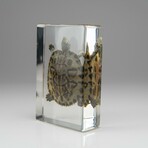 Genuine Turtle in Rectangular Lucite