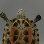 Genuine Turtle in Rectangular Lucite