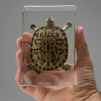 Genuine Turtle in Rectangular Lucite