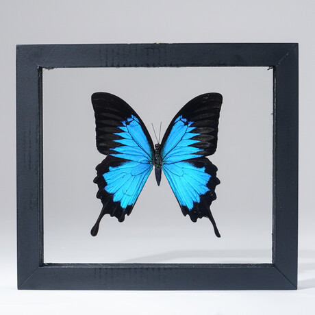 Single Genuine Blue Papilionidae Butterfly in Black Display Frame