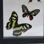 9 Genuine Butterflies in Black Vertical Display Frame