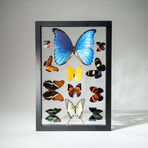 1 Large Morpho + 11 butterflies in Black Display Frame