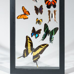 24 Genuine Butterflies in Vertical Display Frame