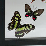 9 Genuine Butterflies in Black Vertical Display Frame