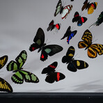 32 Genuine Butterflies in Black Display Frame