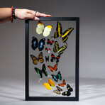 16 Genuine Butterflies in Display Frame II