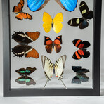 1 Large Morpho + 11 butterflies in Black Display Frame