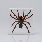 Genuine Tarantula in Lucite V2