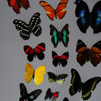 32 Genuine Butterflies in Black Display Frame