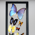 24 Genuine Butterflies in Vertical Display Frame