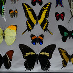 22 Genuine Butterflies in Black Display Frame II