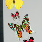 9 Genuine Butterflies in Black Vertical Display Frame