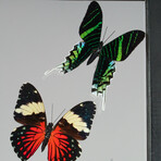 9 Genuine Butterflies in Black Vertical Display Frame