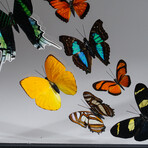 16 Genuine Butterflies in Display Frame II