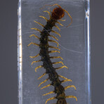 Genuine Single Centipede in Lucite