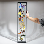 24 Genuine Butterflies in Vertical Display Frame