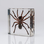 Genuine Tarantula in Lucite V2