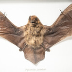 Genuine Pipistrellus Javanicus Bat