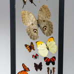 24 Genuine Butterflies in Vertical Display Frame