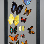 24 Genuine Butterflies in Vertical Display Frame