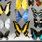 22 Genuine Butterflies in Black Display Frame I